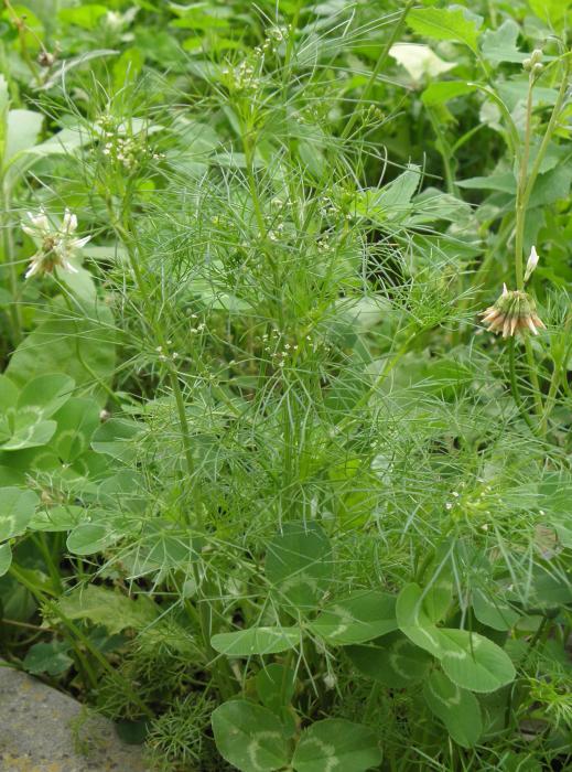 Apiaceae - Apium leptophyllum